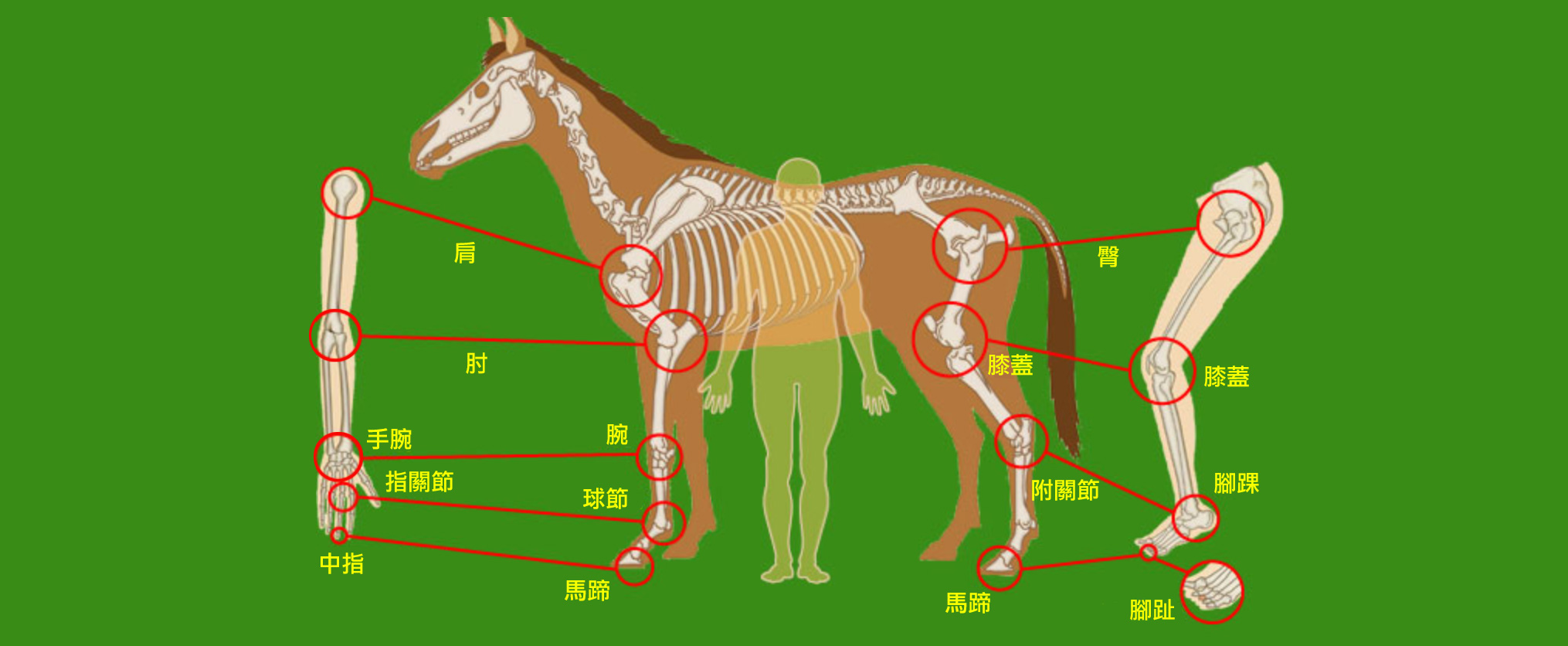 馬匹構造與人體結構比較  賽馬貼士